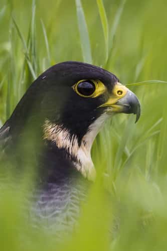 Birds of prey in Noord-Brabant (Netherlands)