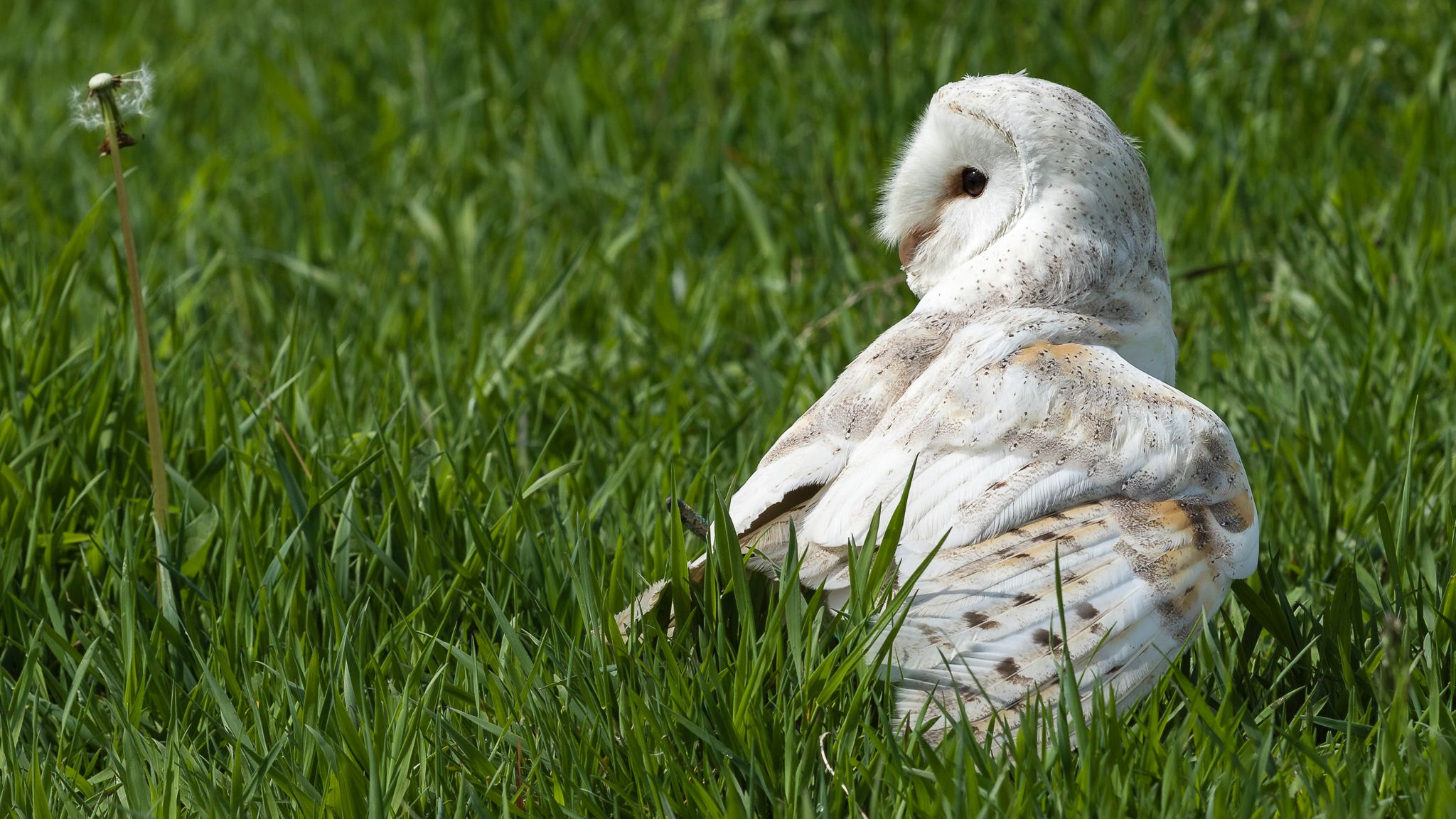 Birds of prey in Noord-Brabant (Netherlands), Netherlands