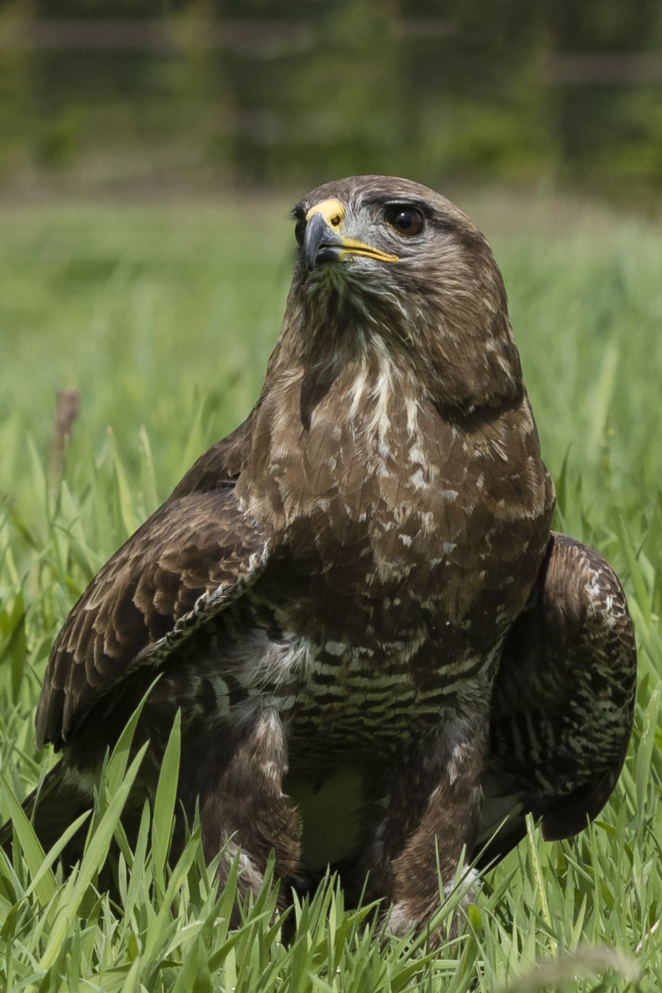 Birds of prey in Noord-Brabant (Netherlands), Netherlands