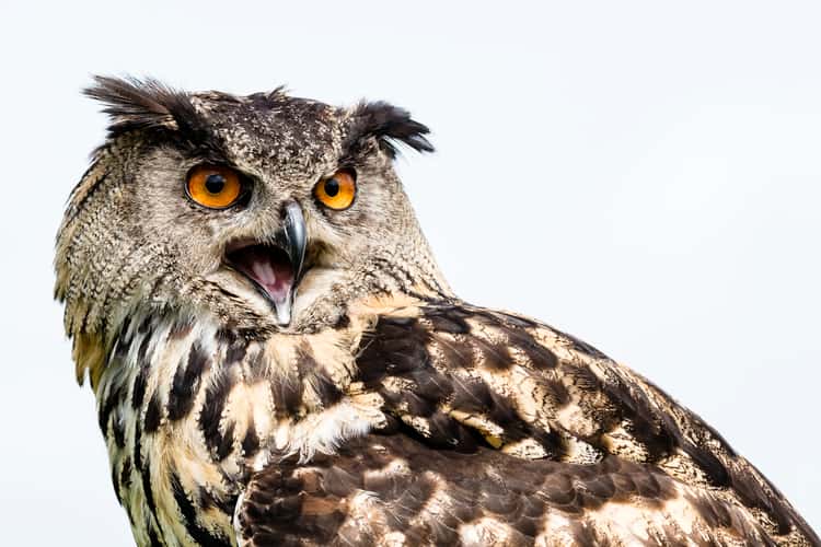 Birds of prey in Noord-Brabant (Netherlands)