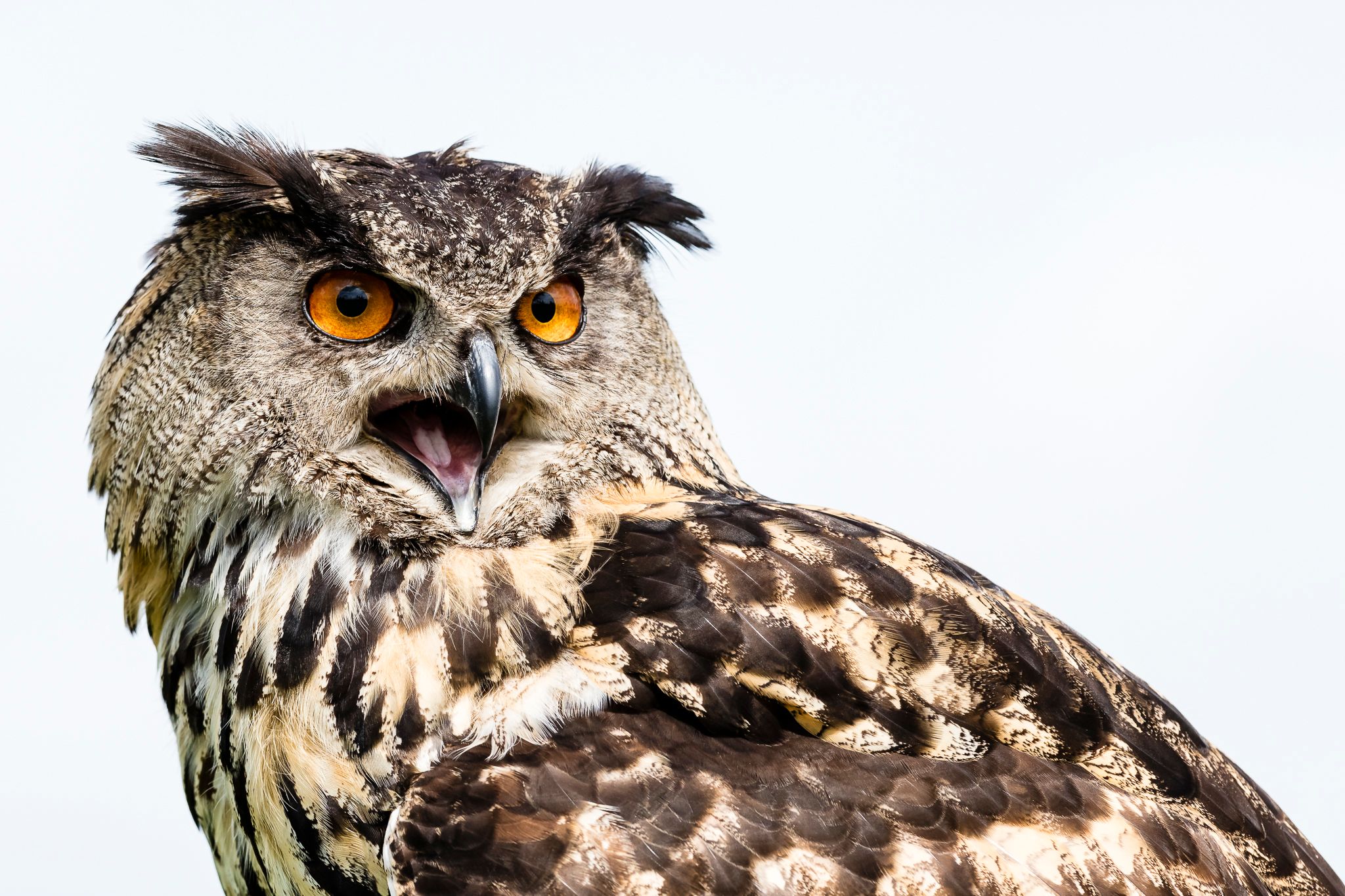 Birds of prey in Noord-Brabant (Netherlands), Netherlands