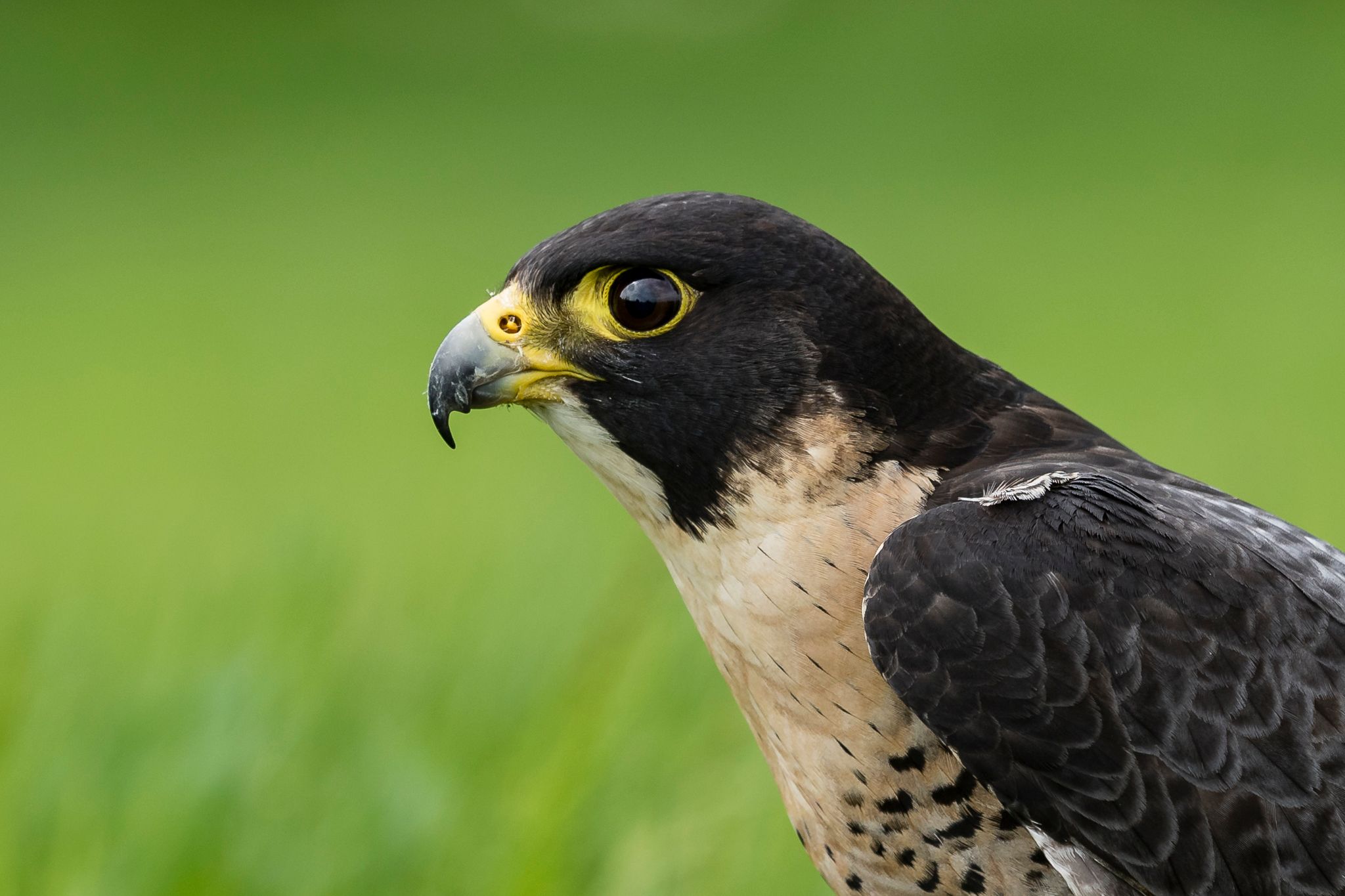 Birds of prey in Noord-Brabant (Netherlands), Netherlands