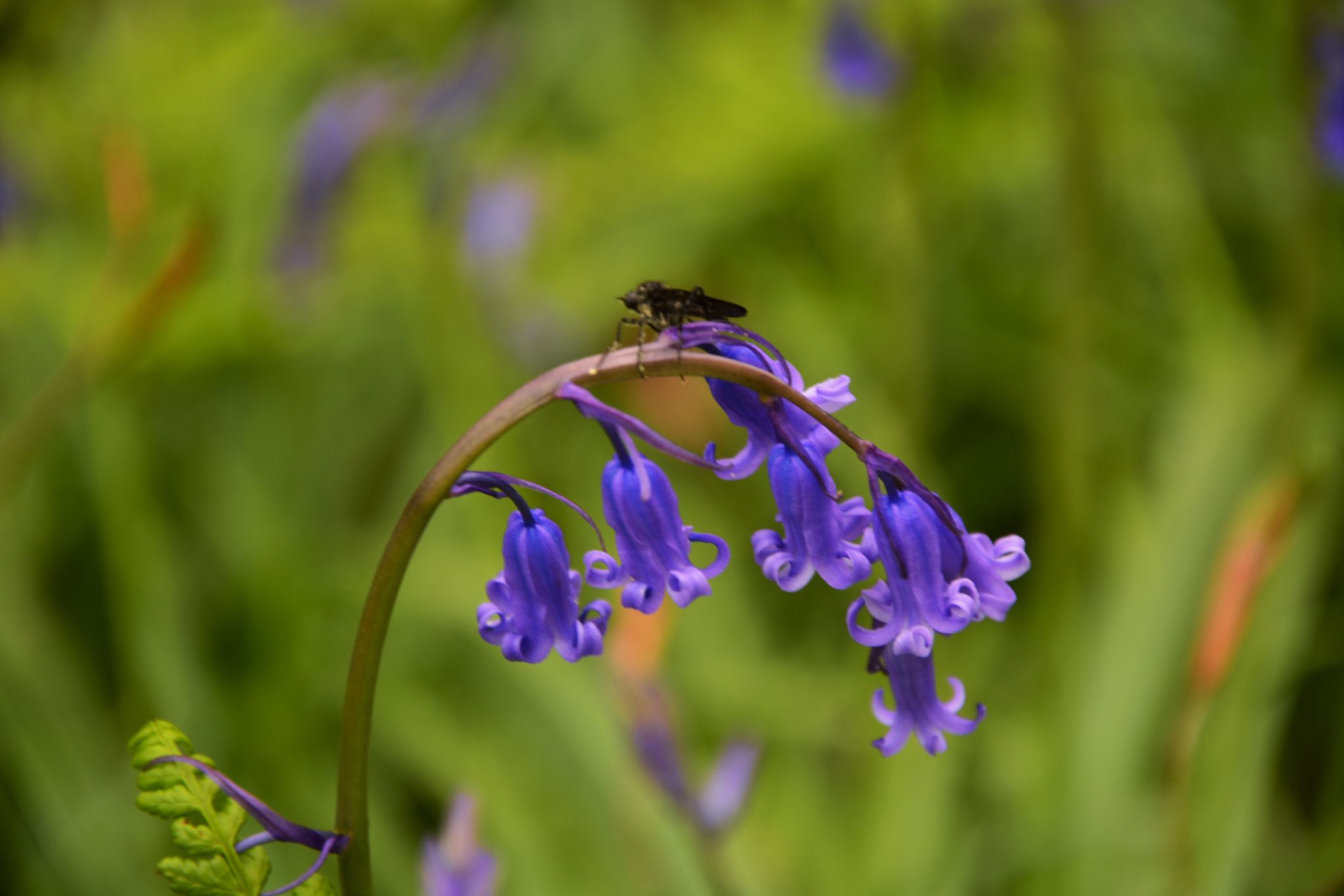 Bluebell forest Hallerbos near Brussels, Belgium