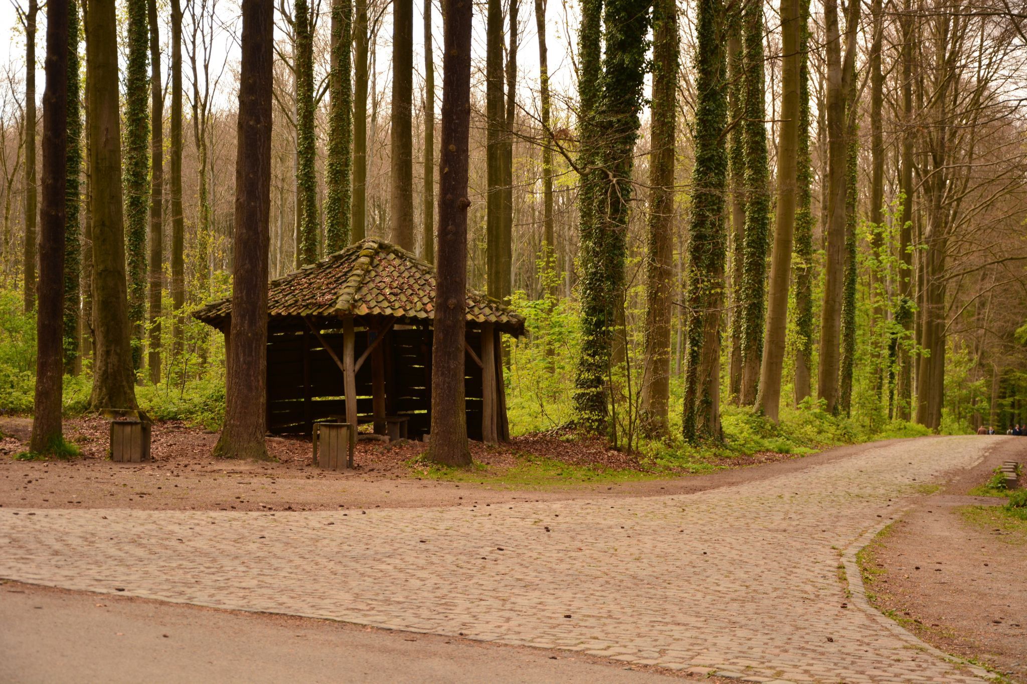 Bluebell forest Hallerbos near Brussels, Belgium