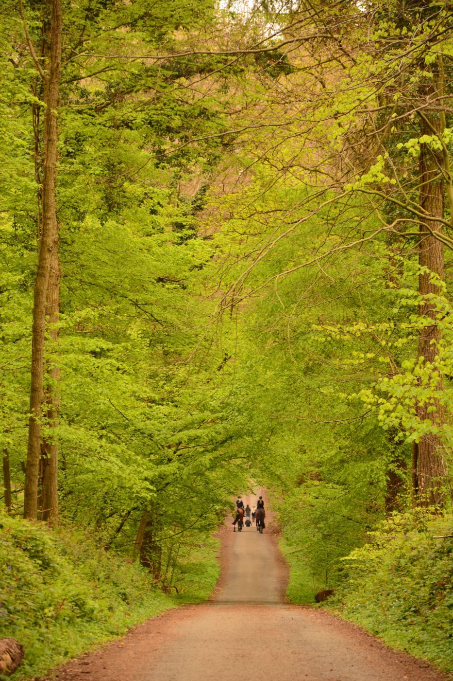 Bluebell forest Hallerbos near Brussels, Belgium