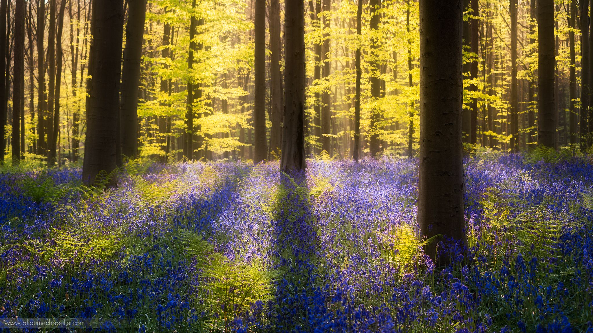 Bluebell forest Hallerbos near Brussels, Belgium