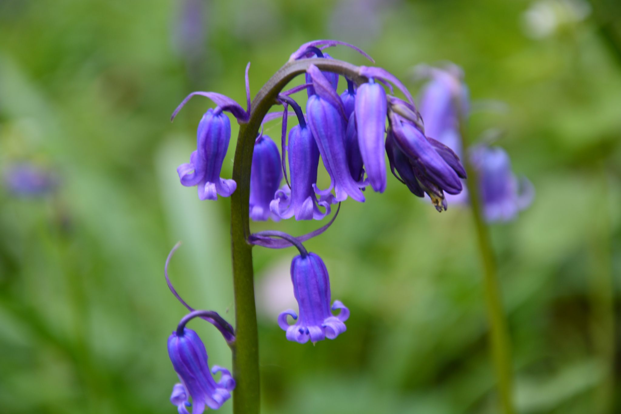 Bluebell forest Hallerbos near Brussels, Belgium