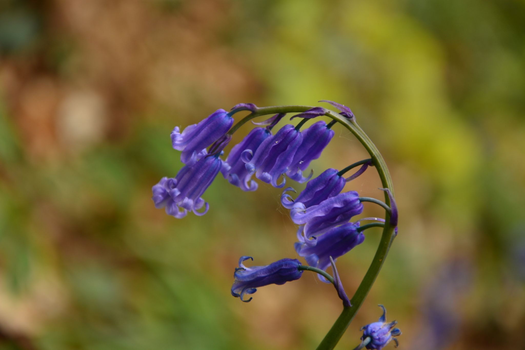 Bluebell forest Hallerbos near Brussels, Belgium