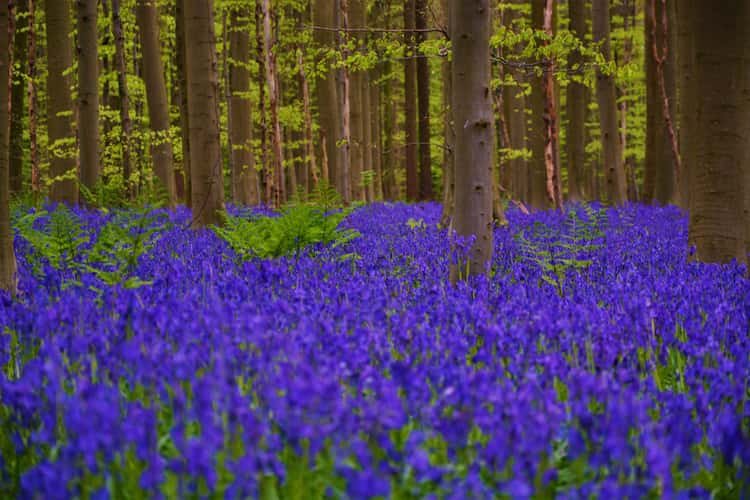 Bluebell forest Hallerbos near Brussels