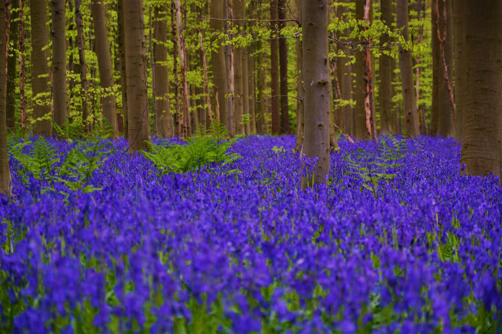 Bluebell forest Hallerbos near Brussels, Belgium