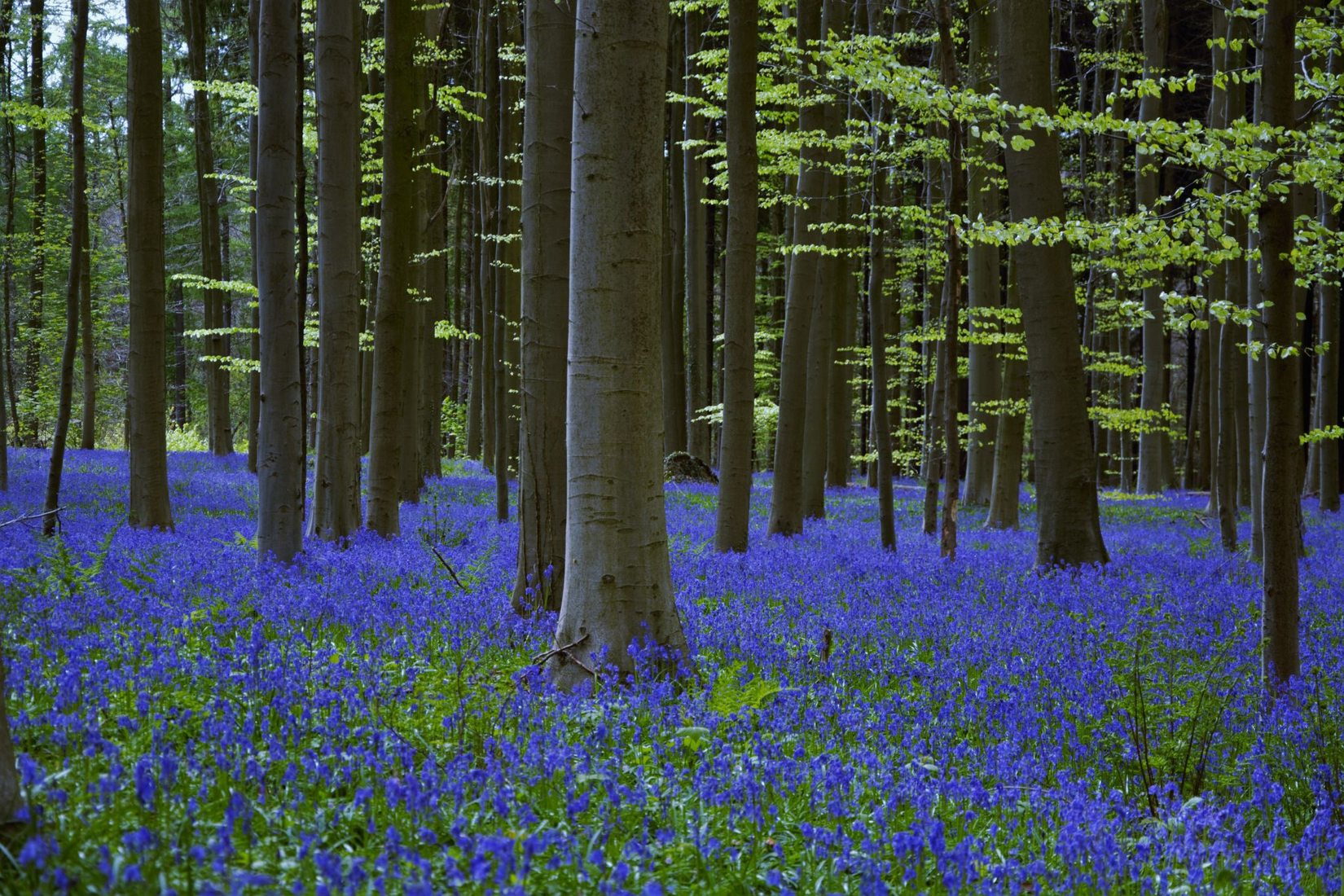 Bluebell forest Hallerbos near Brussels, Belgium