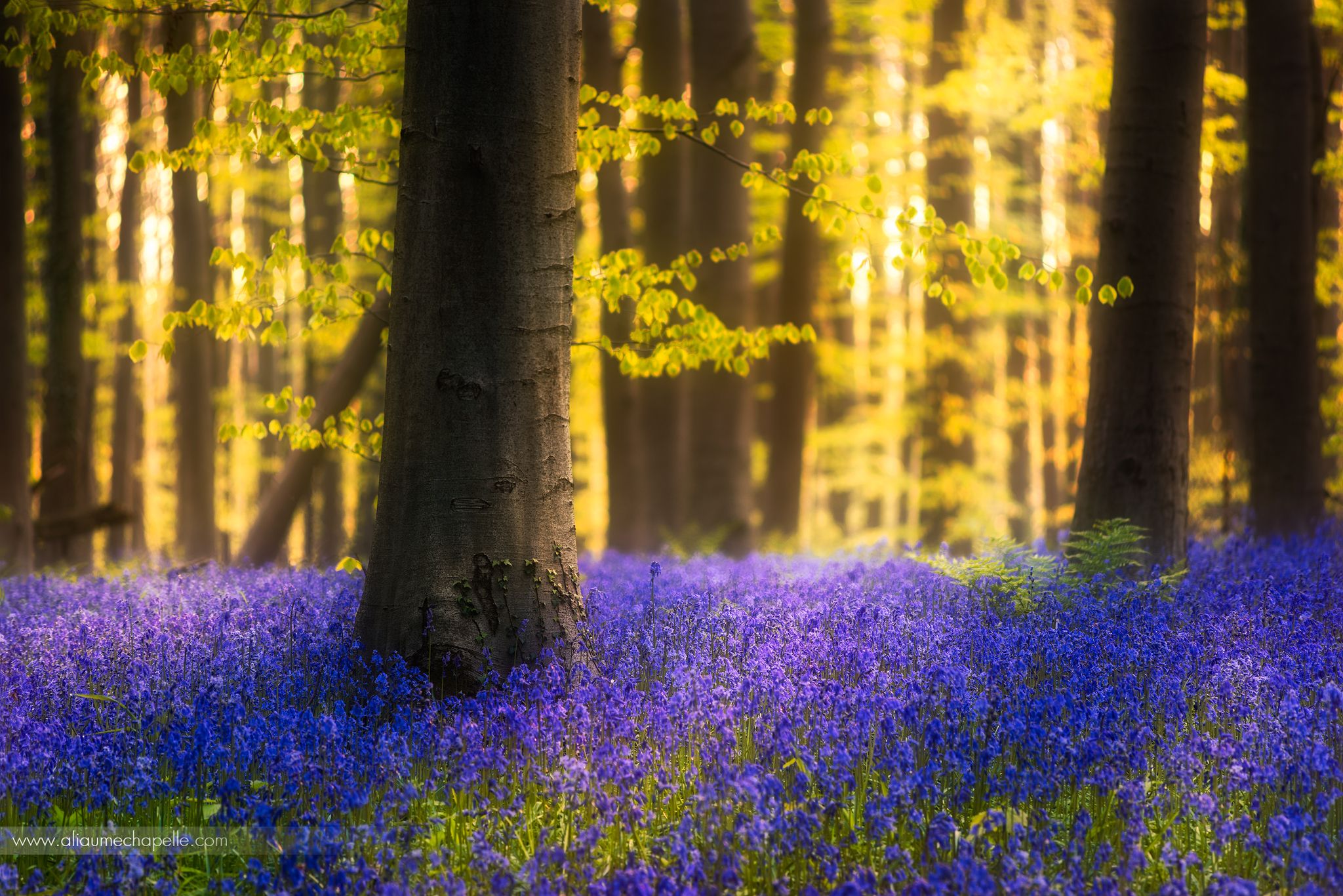 Bluebell forest Hallerbos near Brussels, Belgium