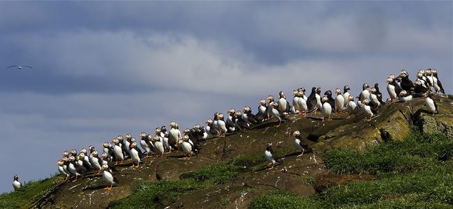 Atlantic puffins on the Isle of May, Scotland