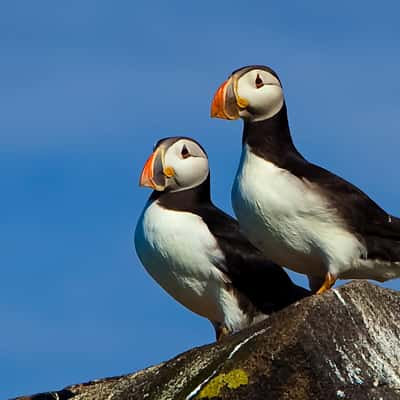 Atlantic puffins on the Isle of May, Scotland, United Kingdom