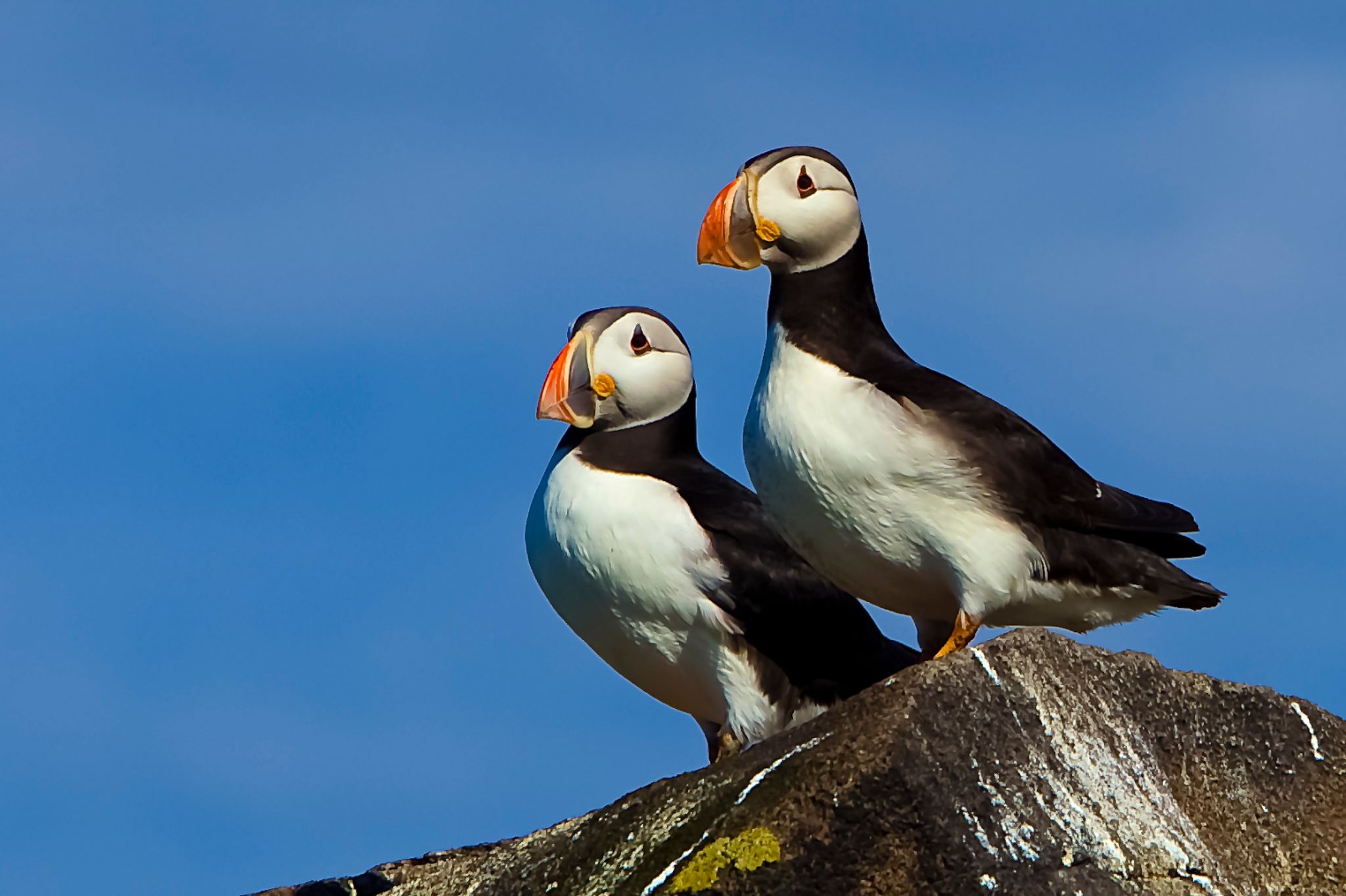 Atlantic puffins on the Isle of May, Scotland, United Kingdom