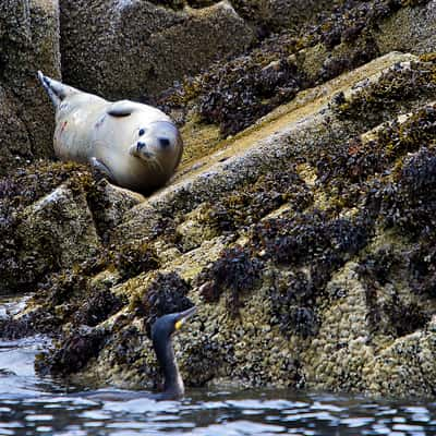 Craigleith, Firth of Forth, United Kingdom