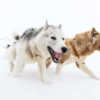 East Greenland Dog Sled Expedition, Greenland