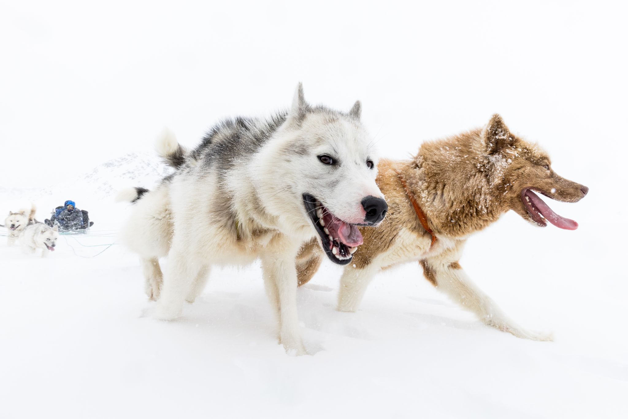 East Greenland Dog Sled Expedition, Greenland