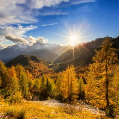 Larches at Mangart Pass, Slovenia