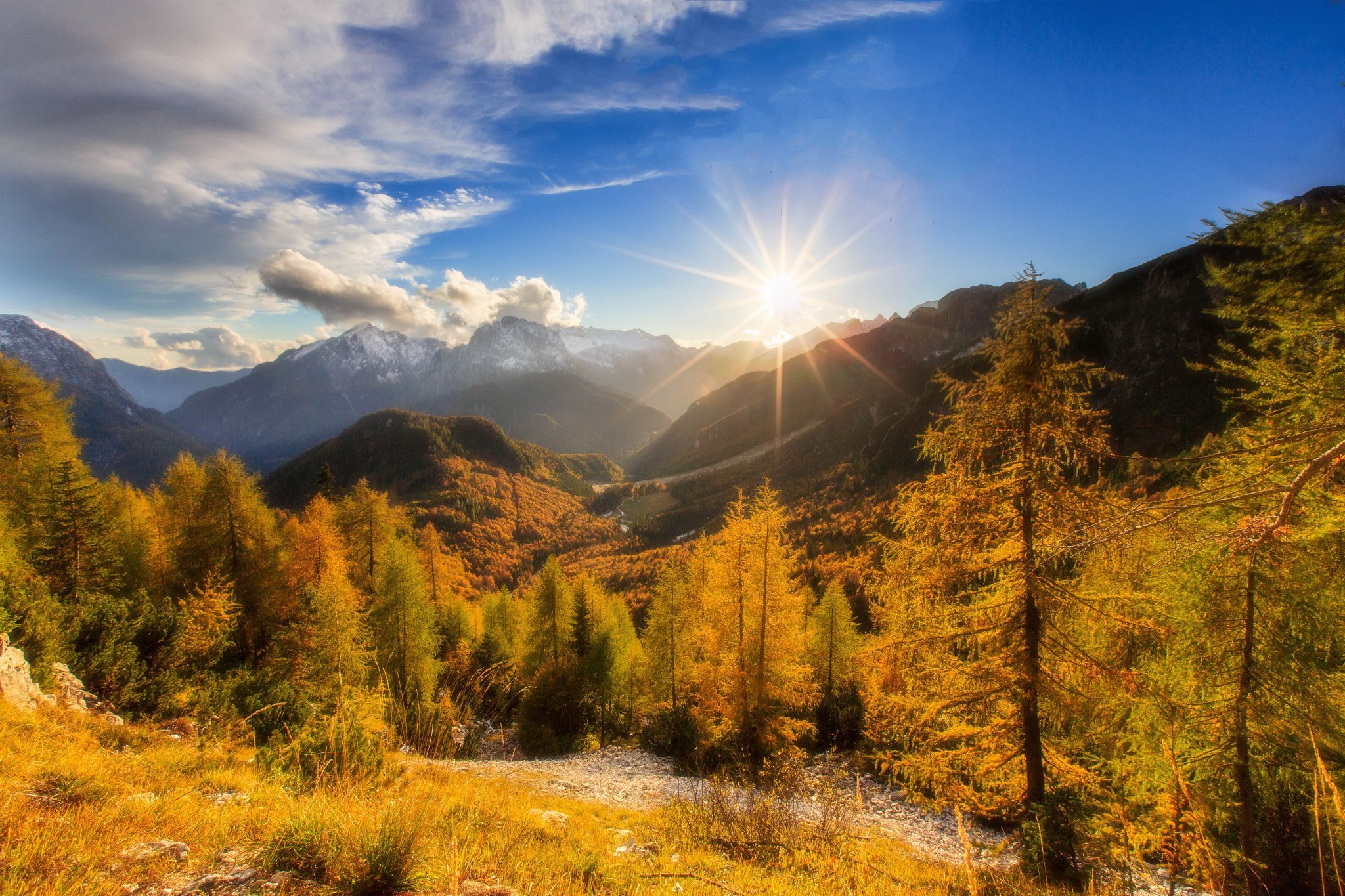 Larches at Mangart Pass, Slovenia