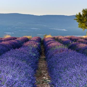 Lavender field between Sault and Monieux, France