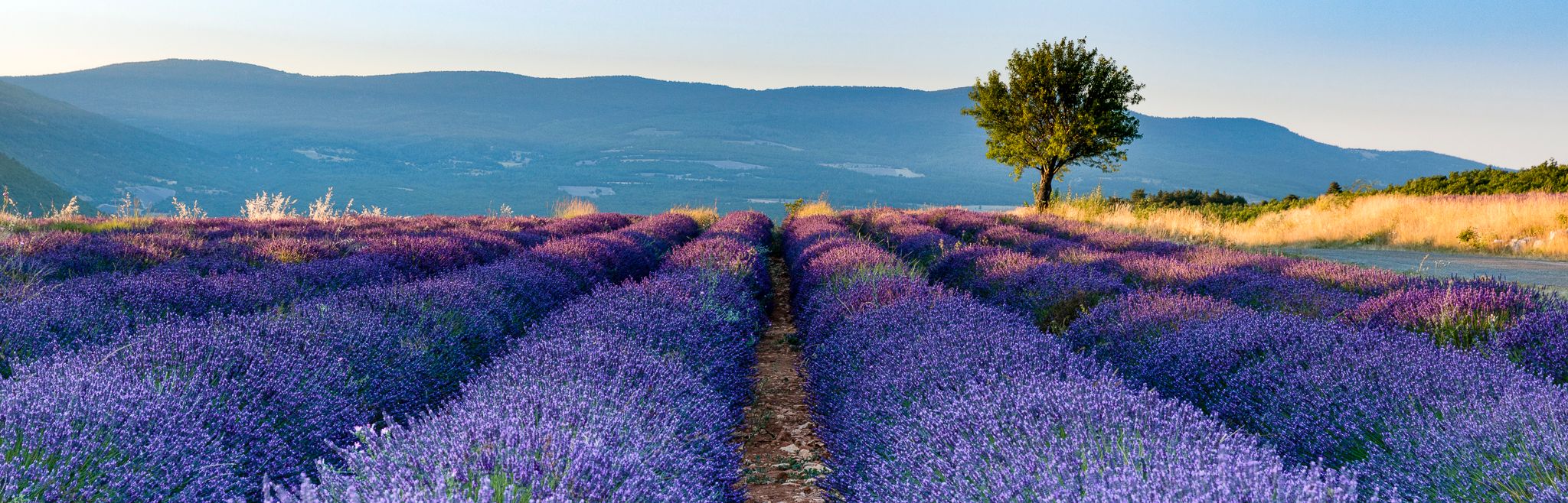 Lavender field between Sault and Monieux, France