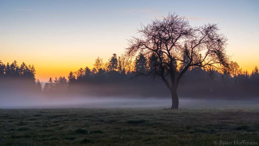 Lonely tree near Großerlach