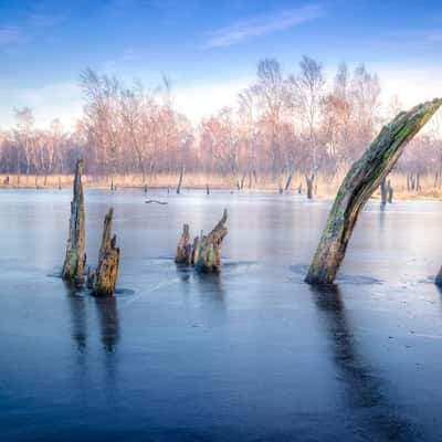 Naturschutzgebiet Wittmoor, Hamburg, Germany