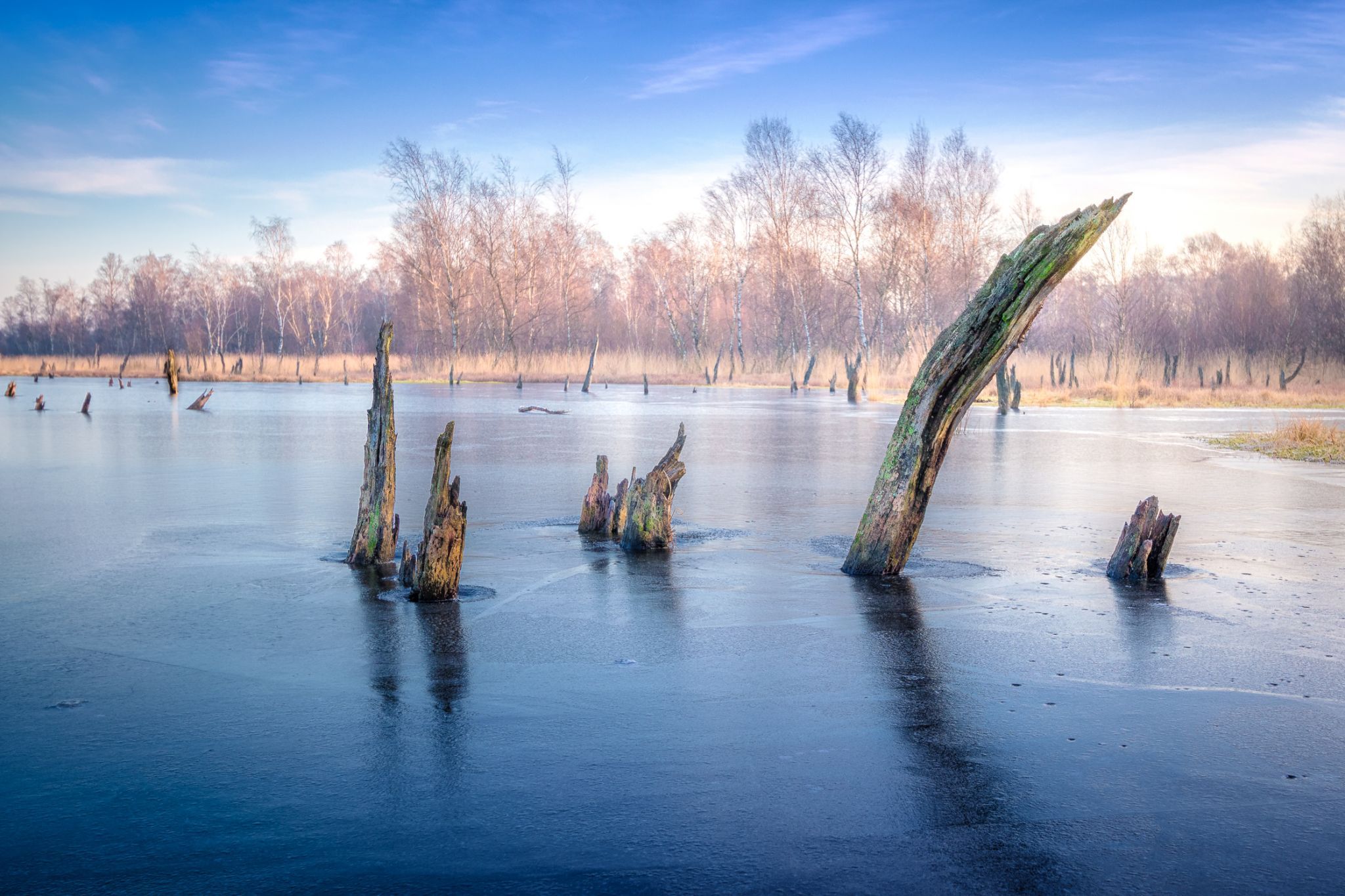 Naturschutzgebiet Wittmoor, Hamburg, Germany