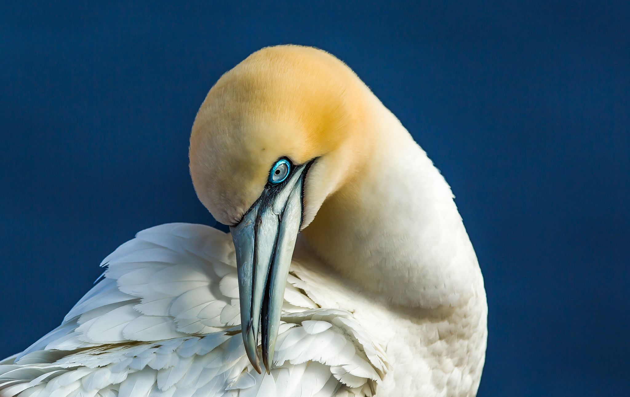 Northern gannets on Heligoland, Germany
