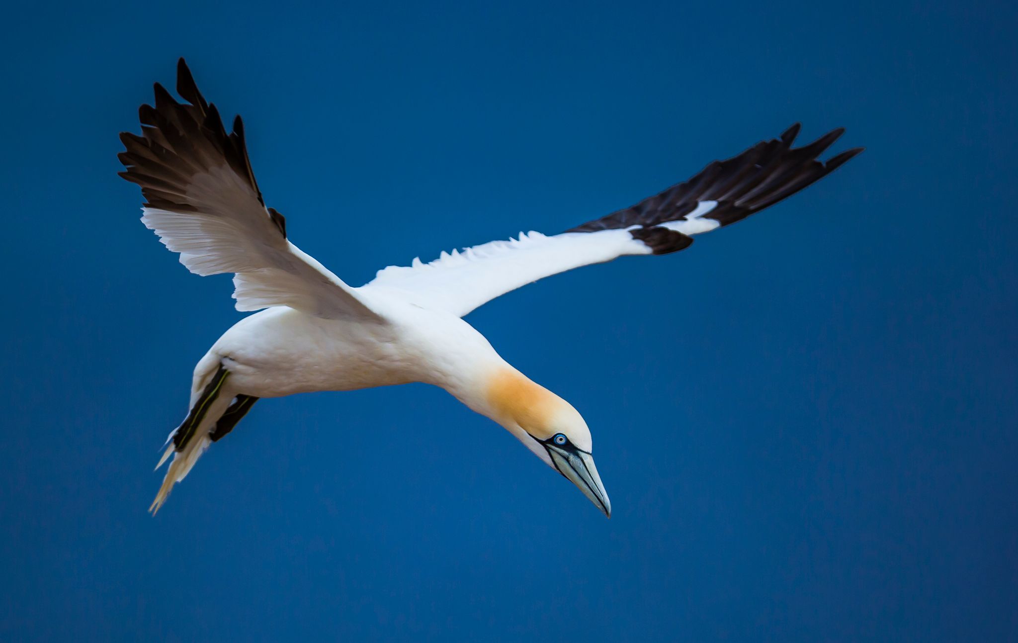 Northern gannets on Heligoland, Germany