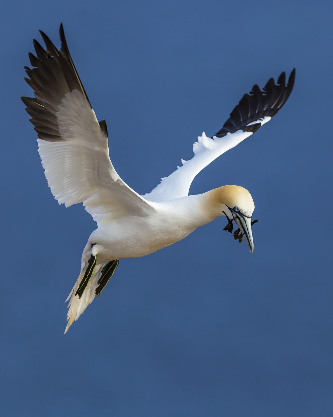 Northern gannets on Heligoland, Germany