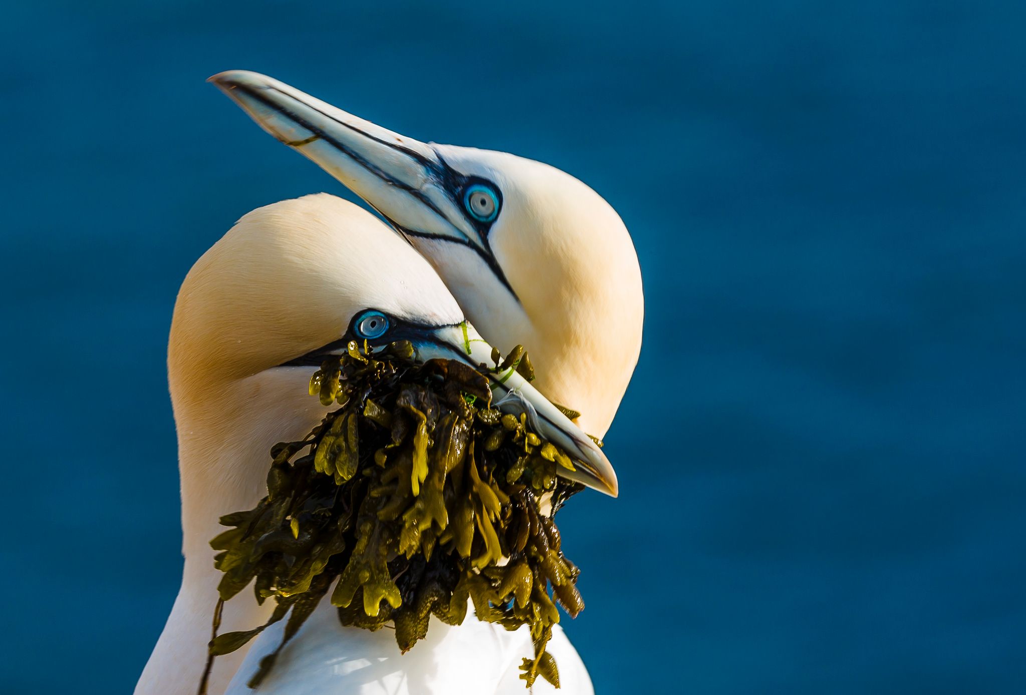 Northern gannets on Heligoland, Germany