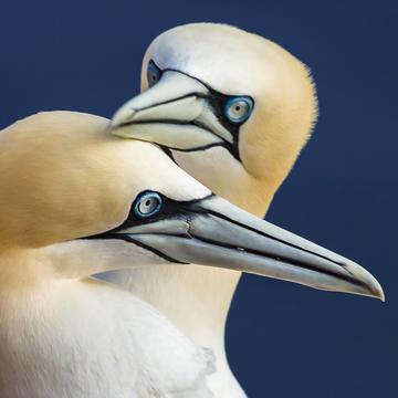 Northern gannets on Heligoland, Germany