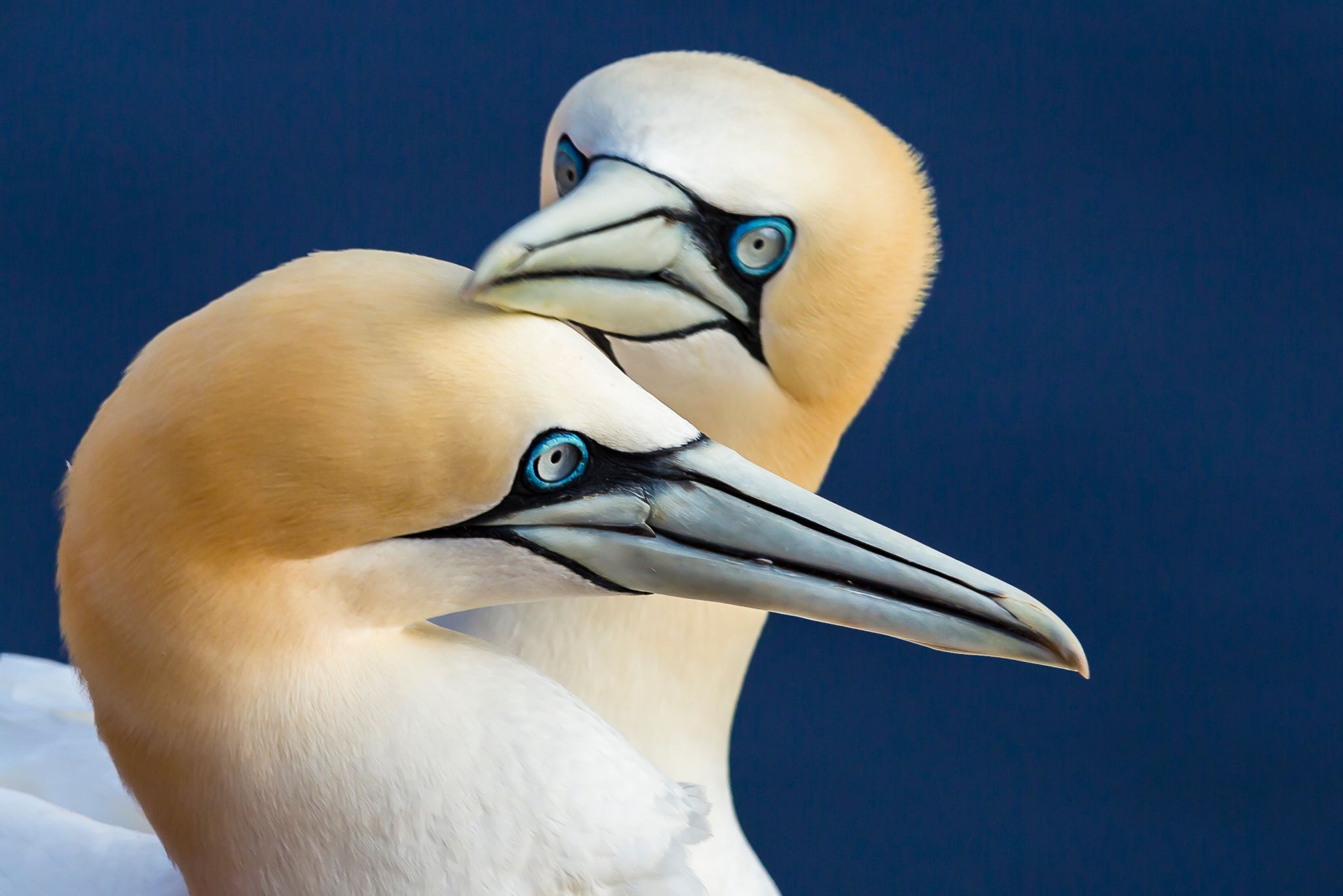 Northern gannets on Heligoland, Germany