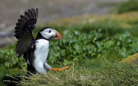 Puffin touch down on the Farnes