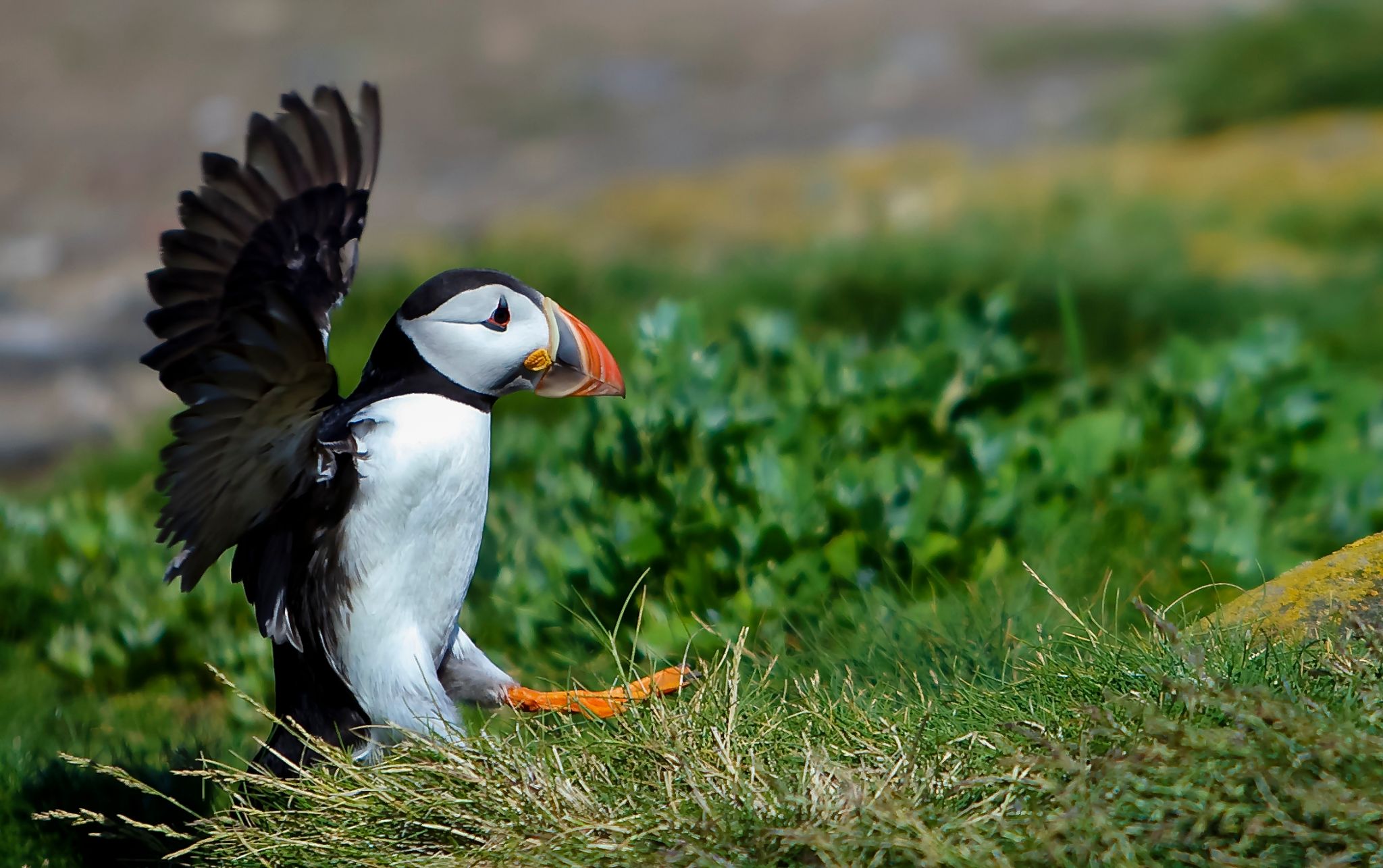 Puffin touch down on the Farnes, United Kingdom