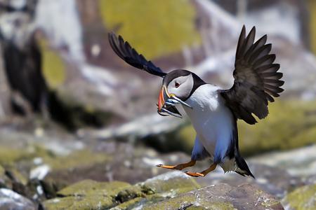 Puffin touch down on the Farnes