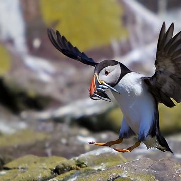 Puffin touch down on the Farnes, United Kingdom