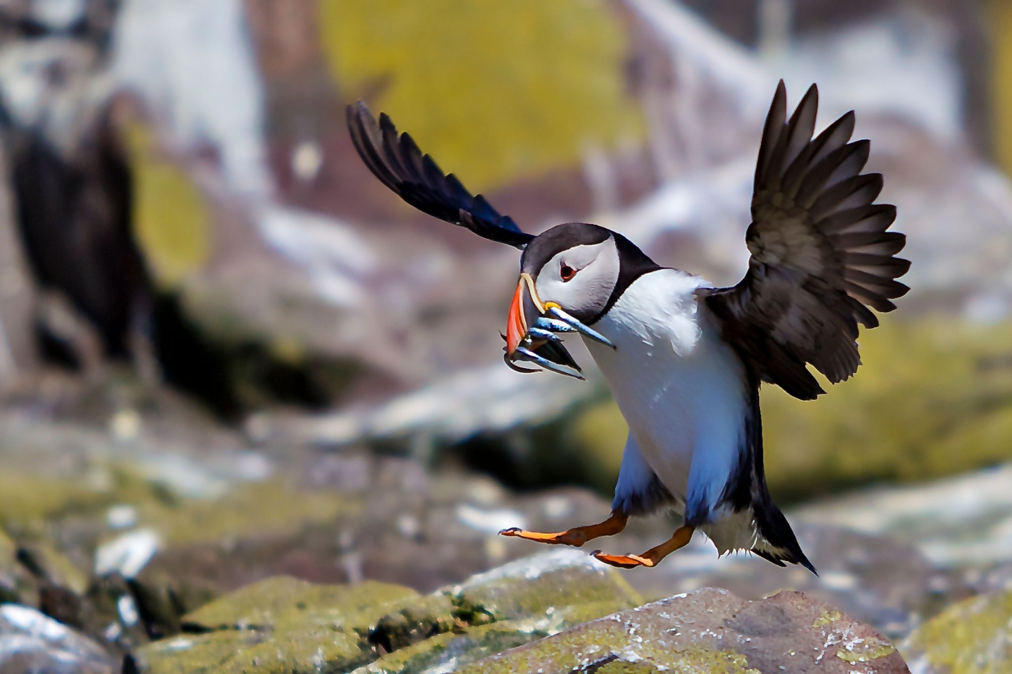 Puffin touch down on the Farnes, United Kingdom