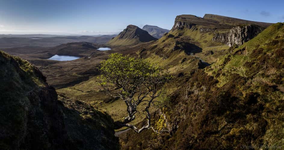 Lonely Tree at Quiraing