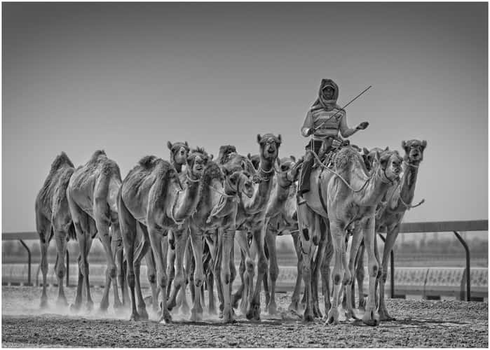 Racing Camels