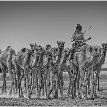 Racing Camels, United Arab Emirates