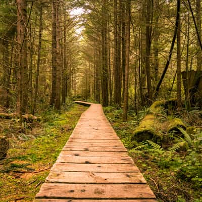 Rainforest walk, Canada