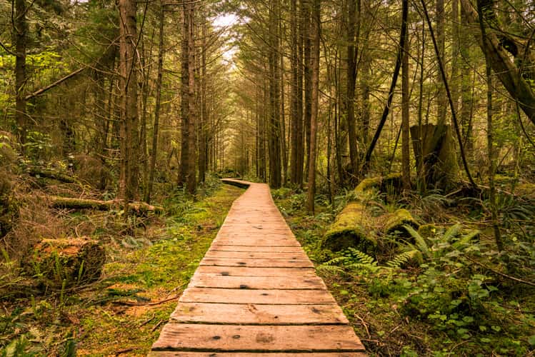 Rainforest walk