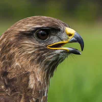 Birds of prey in Noord-Brabant (Netherlands), Netherlands