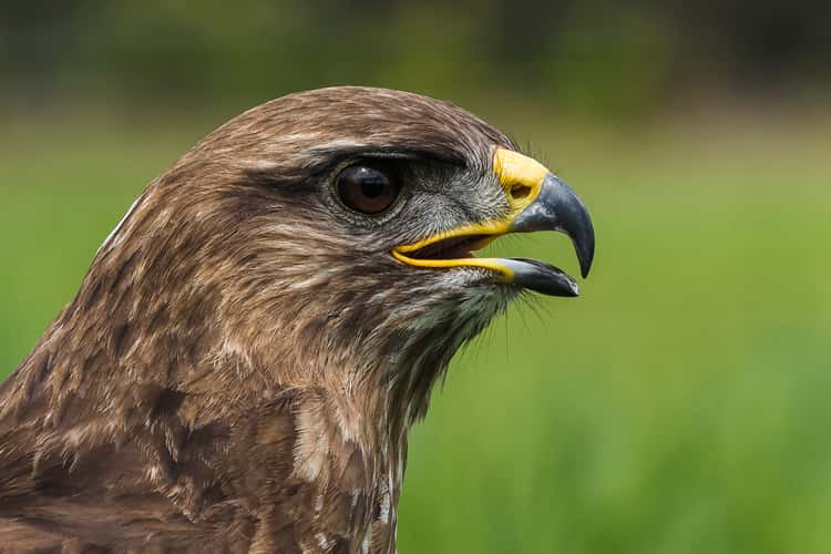 Birds of prey in Noord-Brabant (Netherlands)