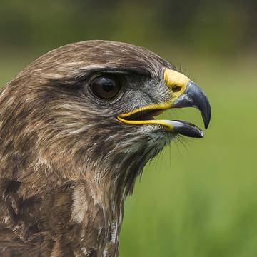Birds of prey in Noord-Brabant (Netherlands), Netherlands