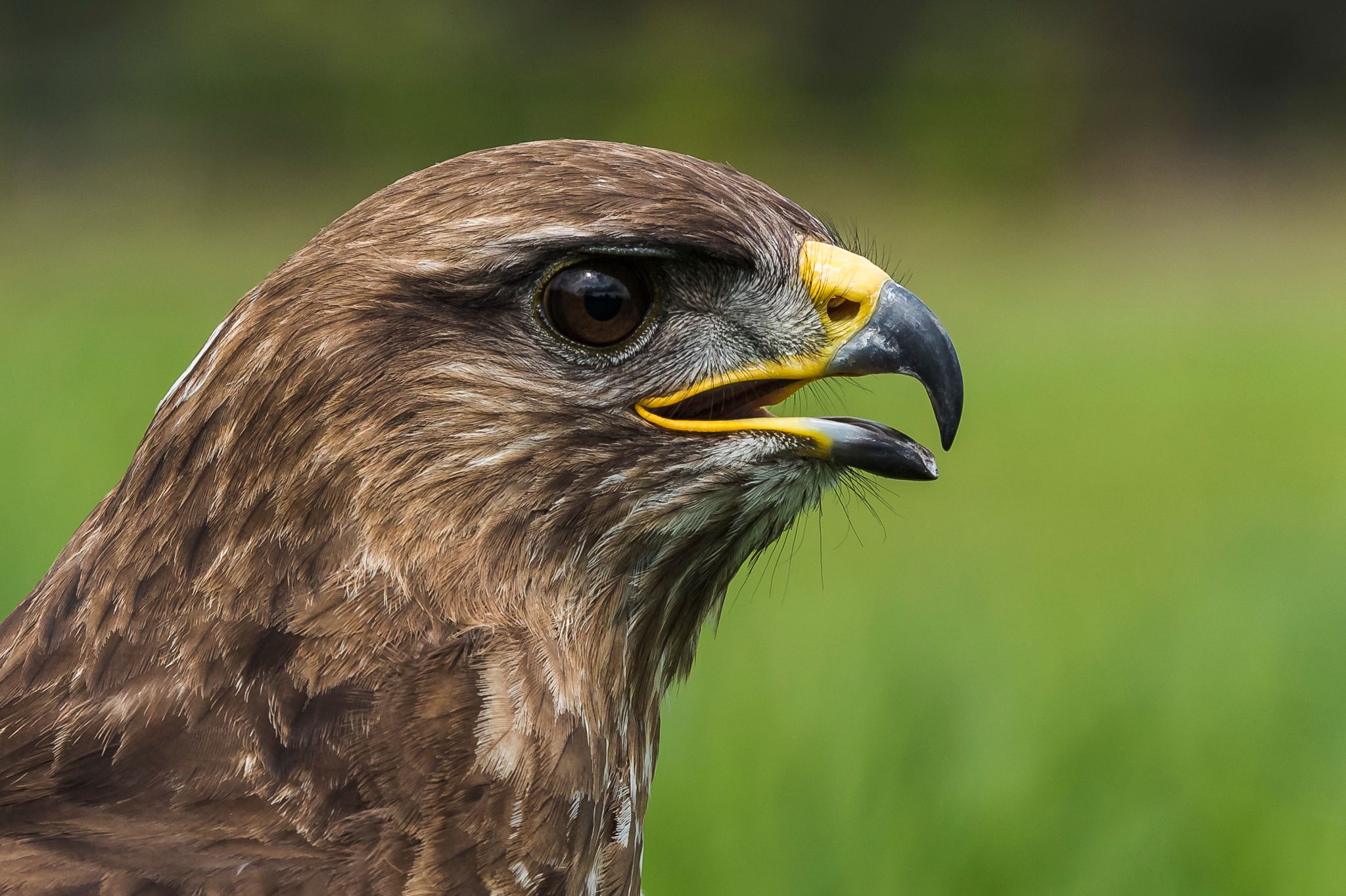Birds of prey in Noord-Brabant (Netherlands), Netherlands