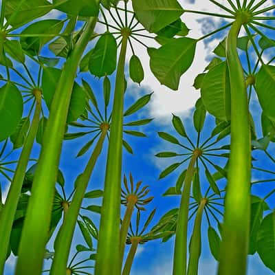 Schefflera in Kingston, Jamaica